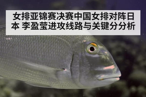女排亚锦赛决赛中国女排对阵日本 李盈莹进攻线路与关键分分析